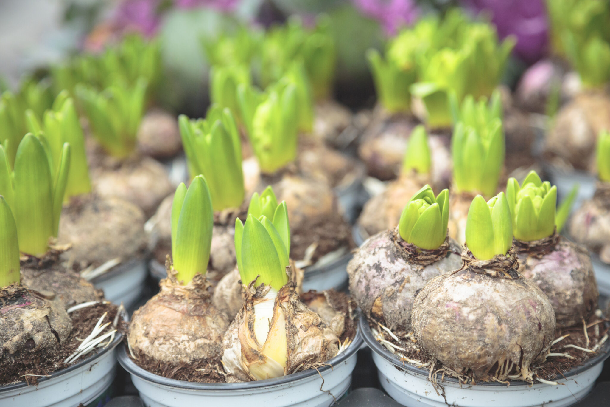 Flower bulbs