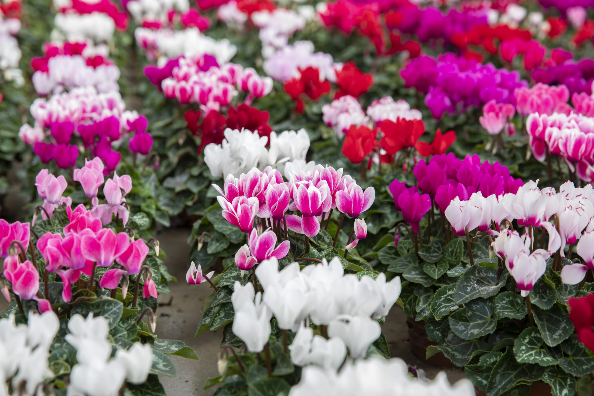 eenjarige planten
