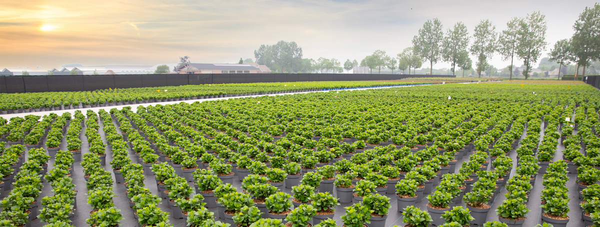 groene toekomst